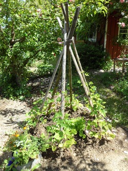 Pflanzpfähle Kastanienholz (Selbstabholung)